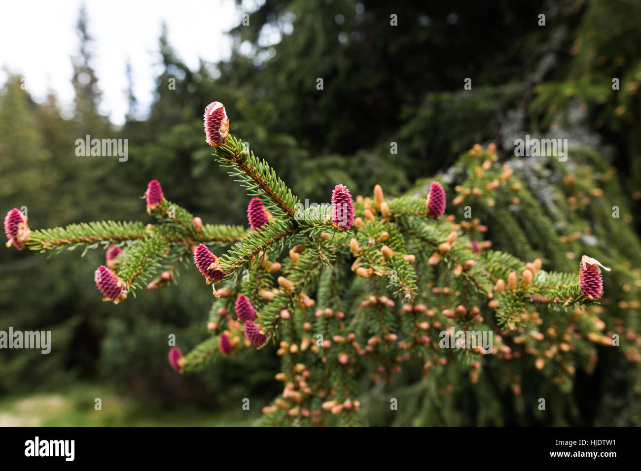 Junger Zweig der Fichte mit Nadelbaum Zapfen, hohe Tatra, Slowakei Stockfoto