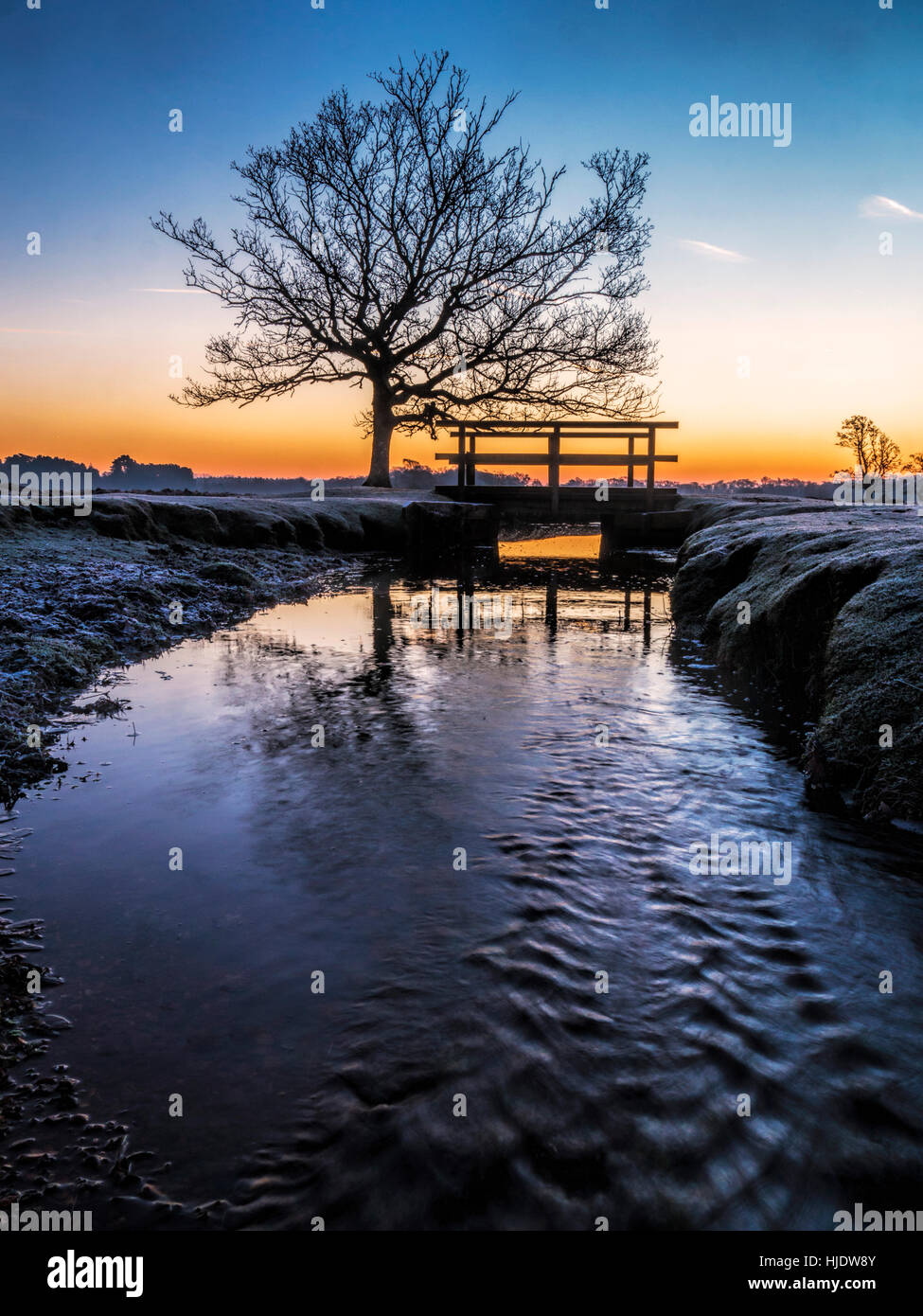 Des Winters Morgendämmerung am Longwater Rasen, New Forest Stockfoto