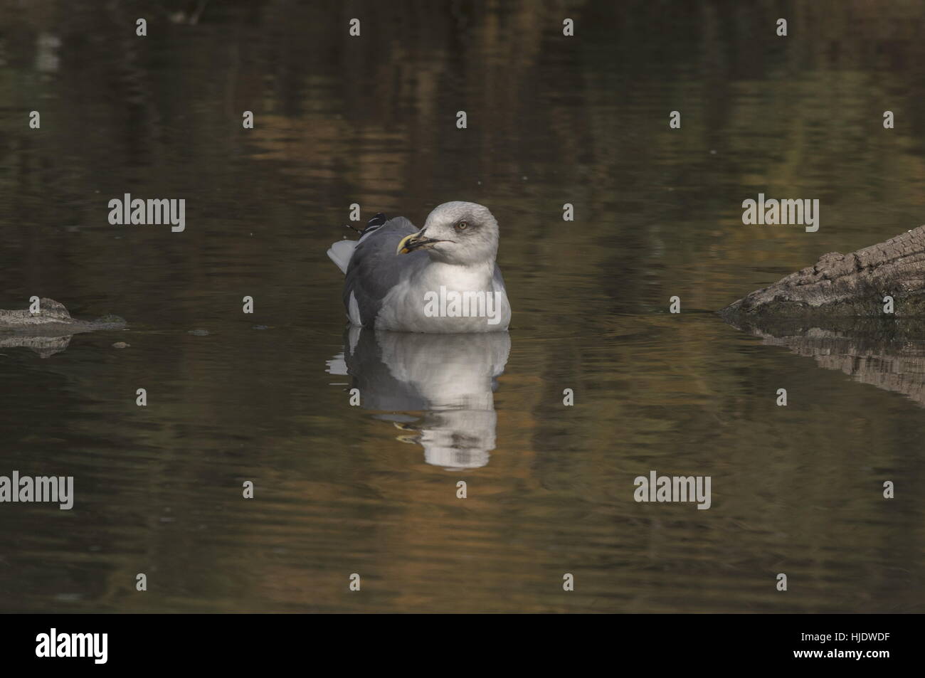 Gelb-legged Möve, Larus Michahellis, in See; Herbst. Stockfoto