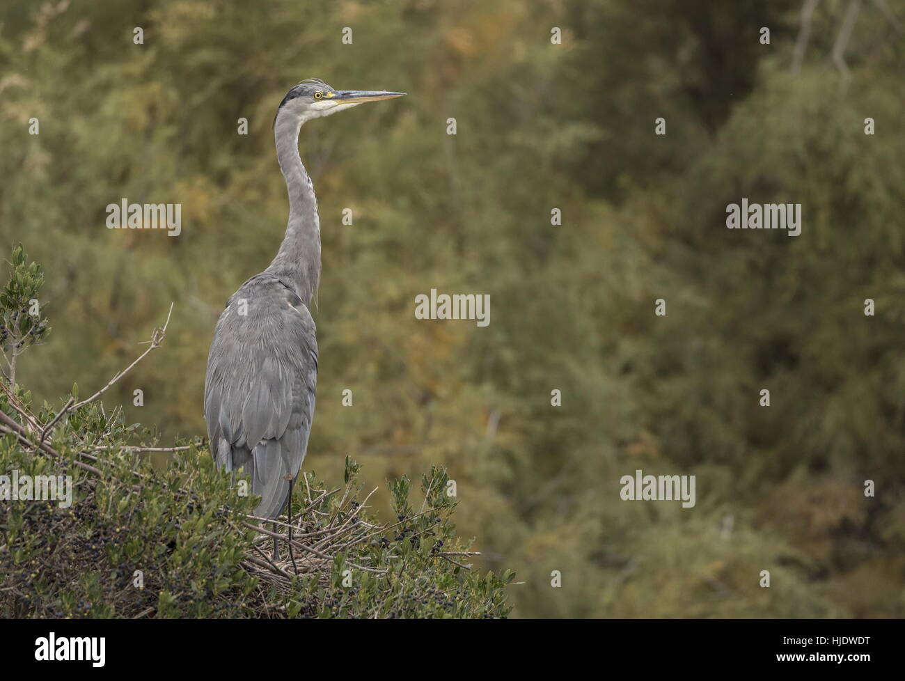 Graureiher Ardea Cinerea ruht in See Baum, Camargue. Stockfoto