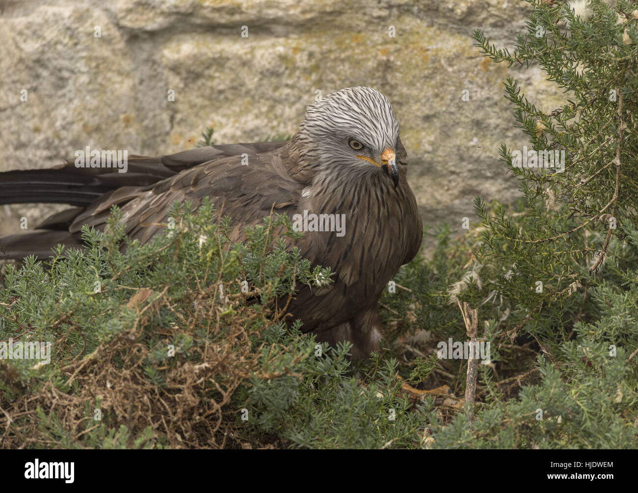 Rotmilan Milvus Milvus Futtersuche am Boden. Stockfoto