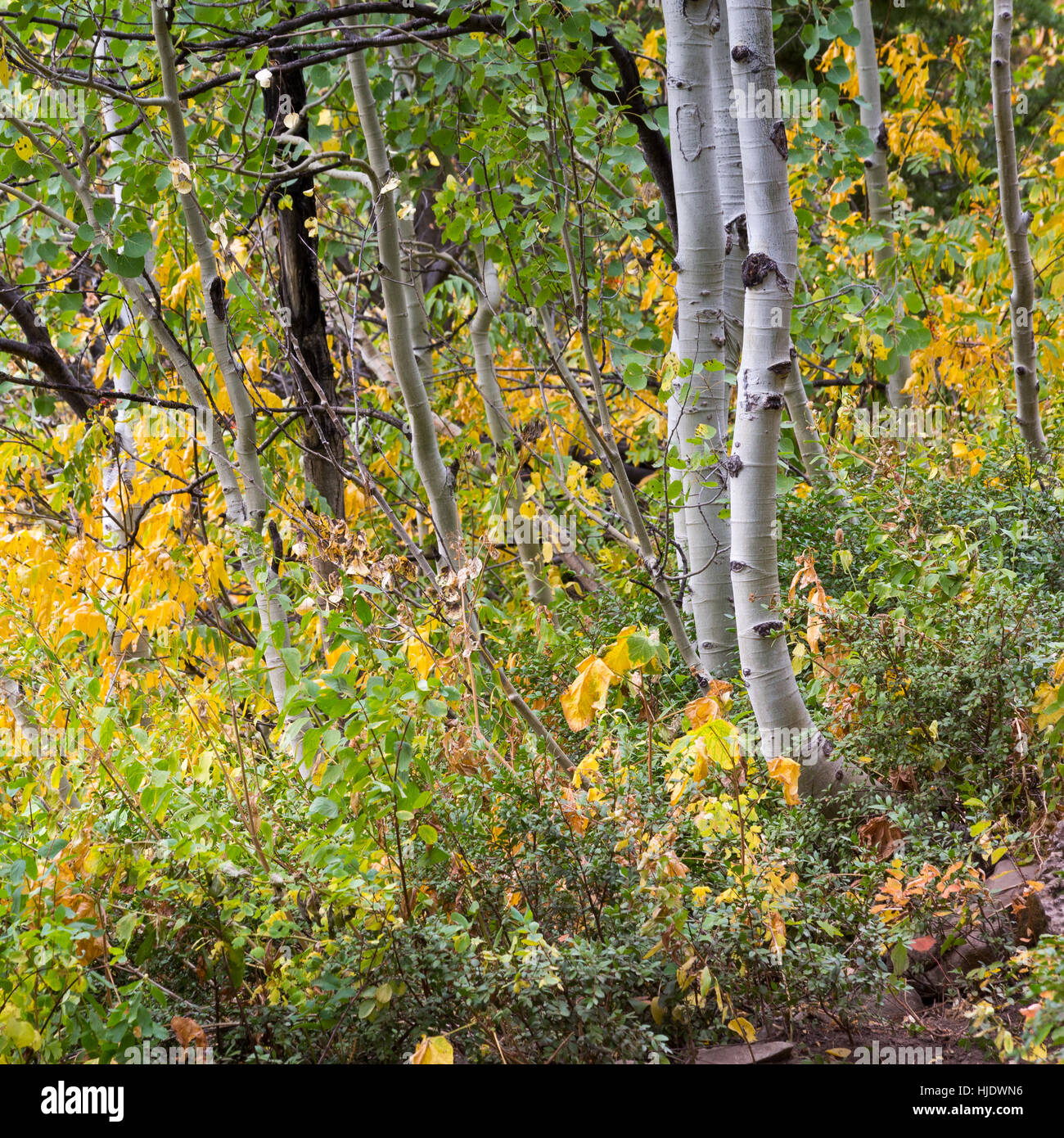 Gemahlener Bürste verlässt Anfang, um aspen Bäume in die Teton Mountains zu ändern. Jedediah Smith Wildnis, Wyoming Stockfoto