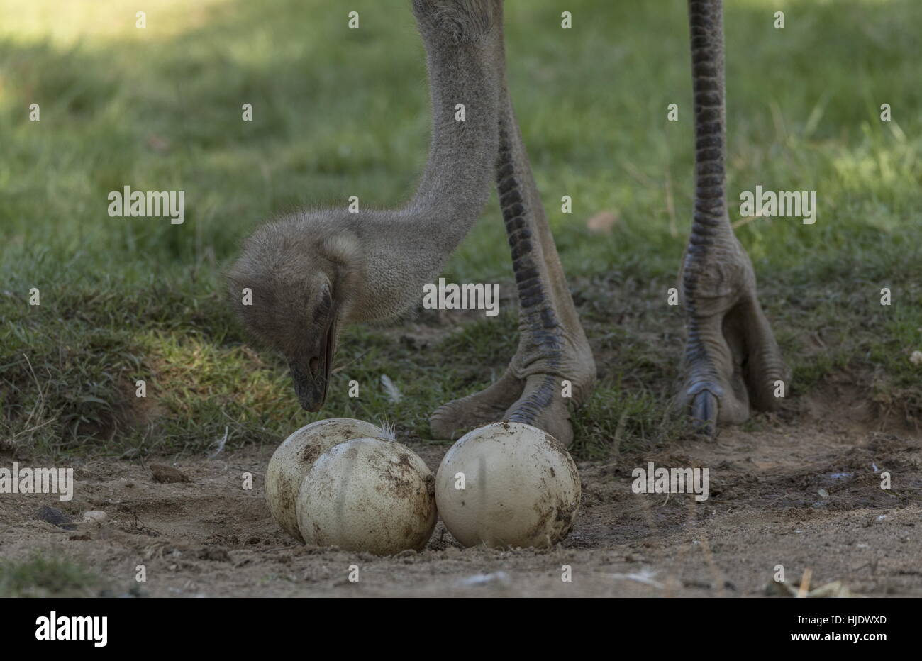 Gemeinsamen Strauß Struthio Camelus Weibchen tendenziell Eiern im Nest - größte Eiern aller extant Vögel. Afrika. Stockfoto