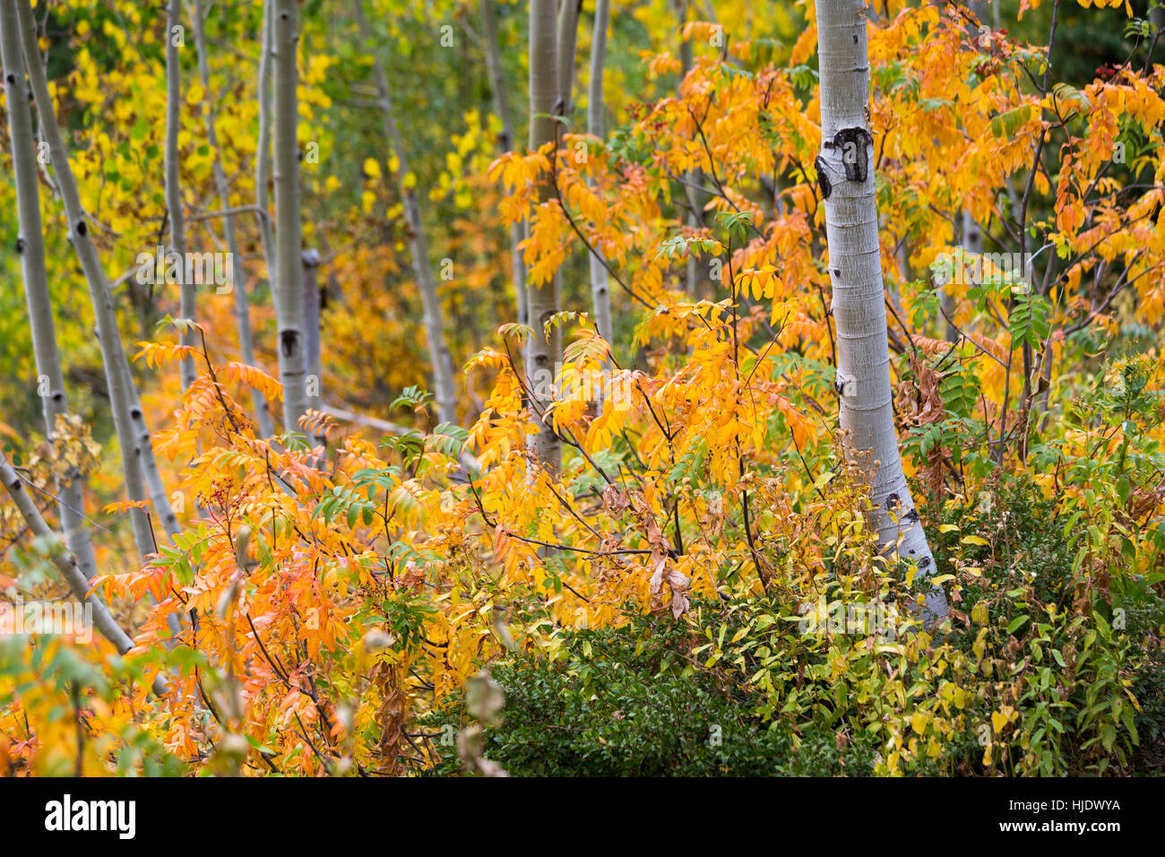 Aspen und Eberesche Blätter ändern für den Herbst in Darby Canyon in die Teton Mountains. Jedediah Smith Wildnis, Wyoming Stockfoto