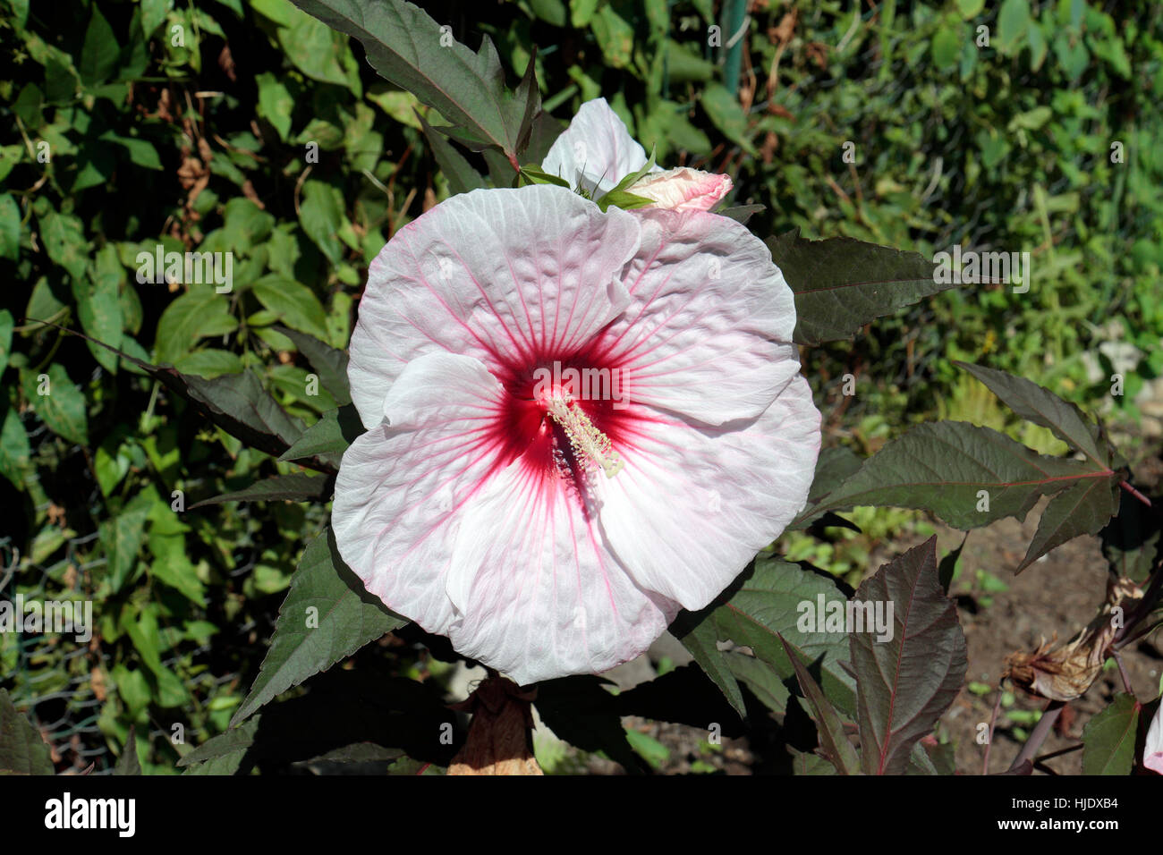 Eine Luna rosa Swirl Hibiskus in Boston, Massachusetts, Vereinigte Staaten von Amerika. Stockfoto