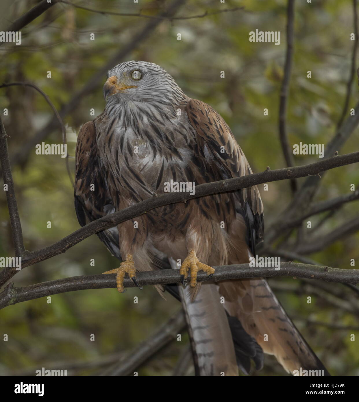 Rotmilan Milvus Milvus Futtersuche am Boden. Stockfoto