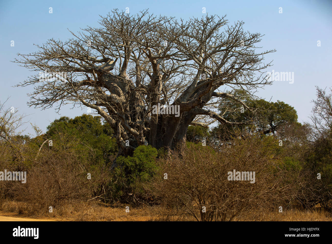 Baobab-Baum auf den Savanah Krüger Nationalpark, Südafrika Stockfoto