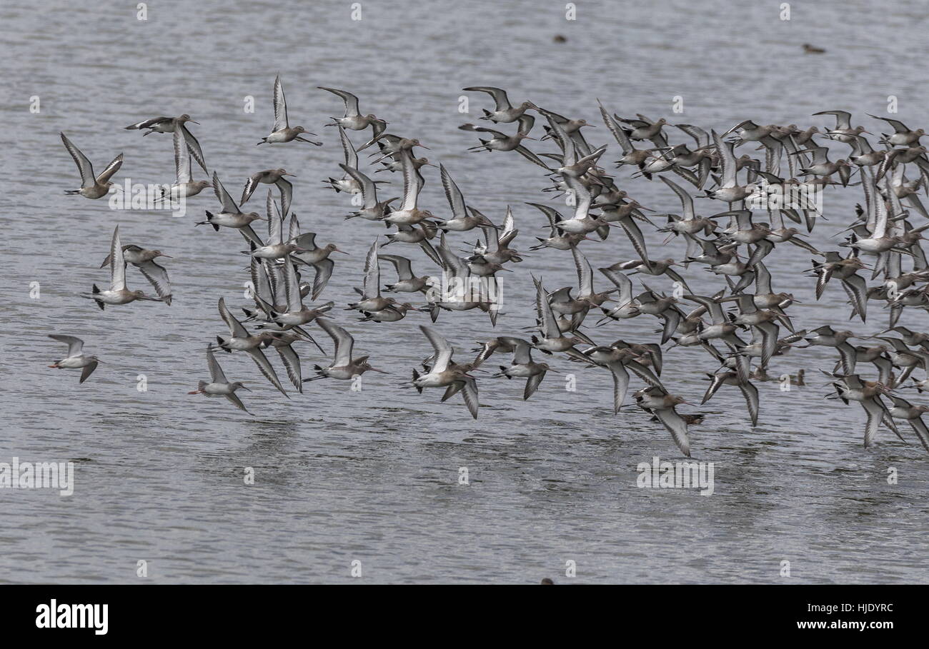 Herde von Uferschnepfen, Limosa Limosa über Wattenmeer. Stockfoto