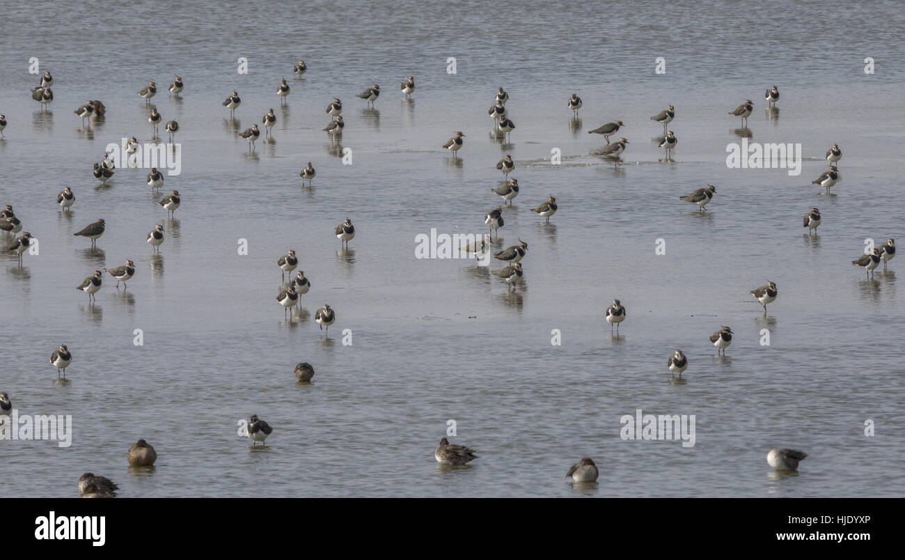 Großer Schwarm Kiebitze Vanellus Vanellus an Mündung. Stockfoto