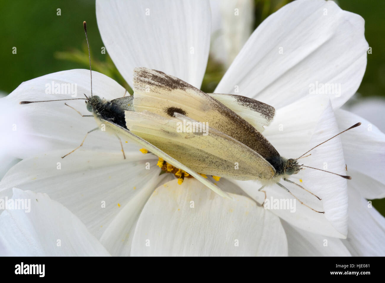 Kleine weiße Schmetterlinge (Pieris Rapae) Paarung auf weißen Kosmos Stockfoto