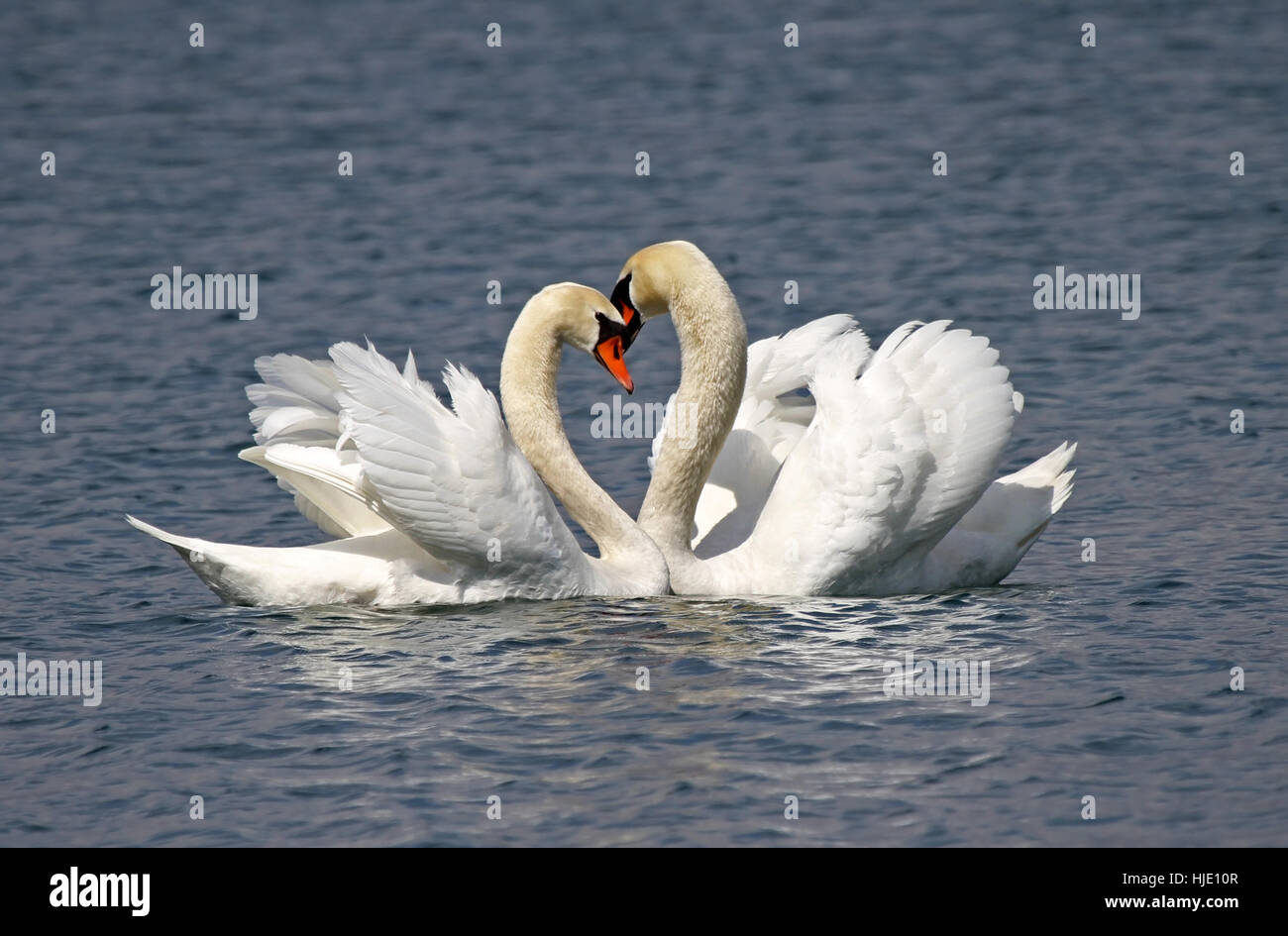 Schwan, Spiegelung, Gänse, Vogel, Schwäne, Schwan, Vögel, Frühling, Tiere, Wasservögel, Stockfoto