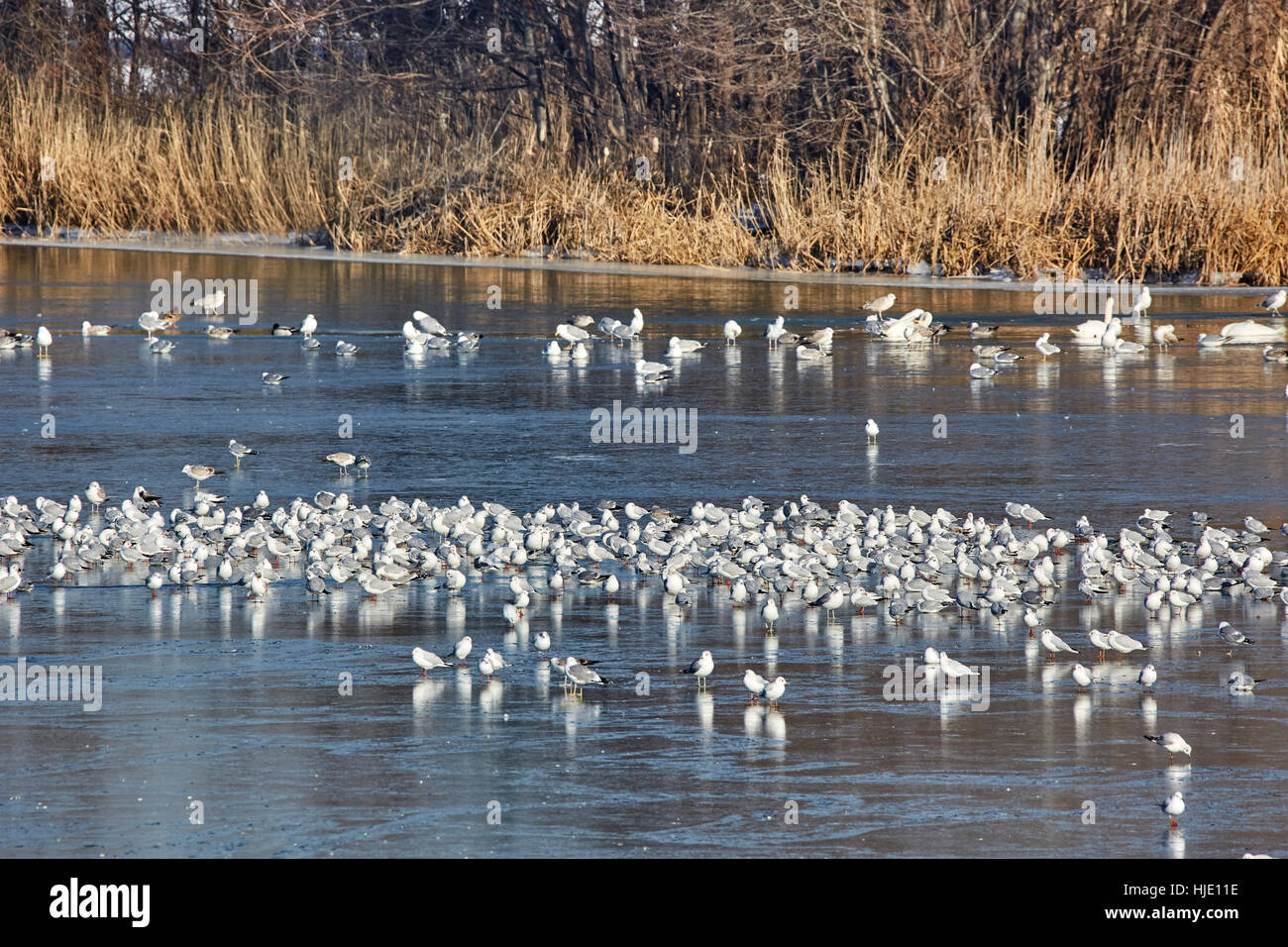 Kindergarten von Möwen und anderen Arten von Wasservögeln im Winter auf einem zugefrorenen Fluss Stockfoto