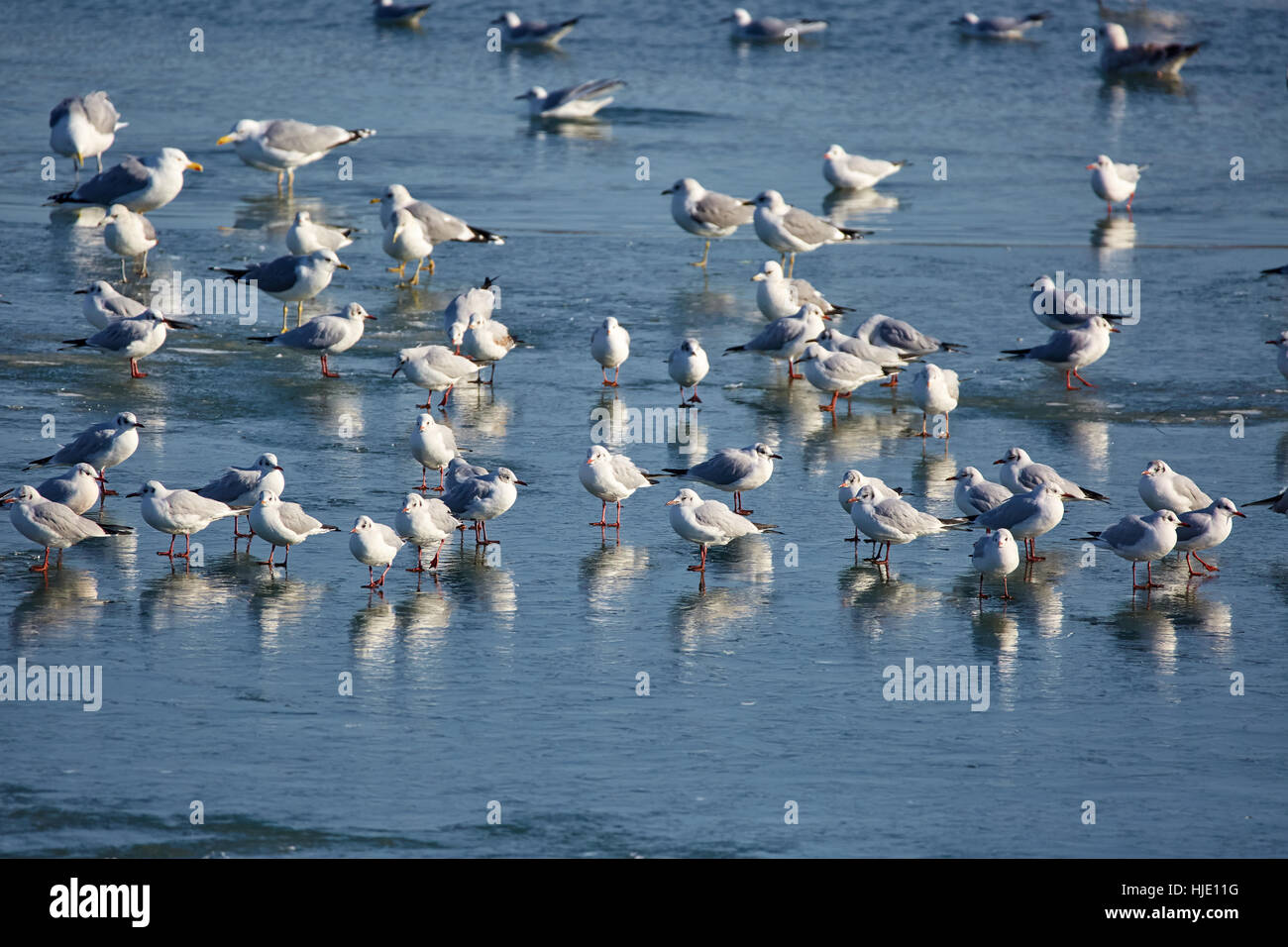 Kindergarten von Möwen und anderen Arten von Wasservögeln im Winter auf einem zugefrorenen Fluss Stockfoto