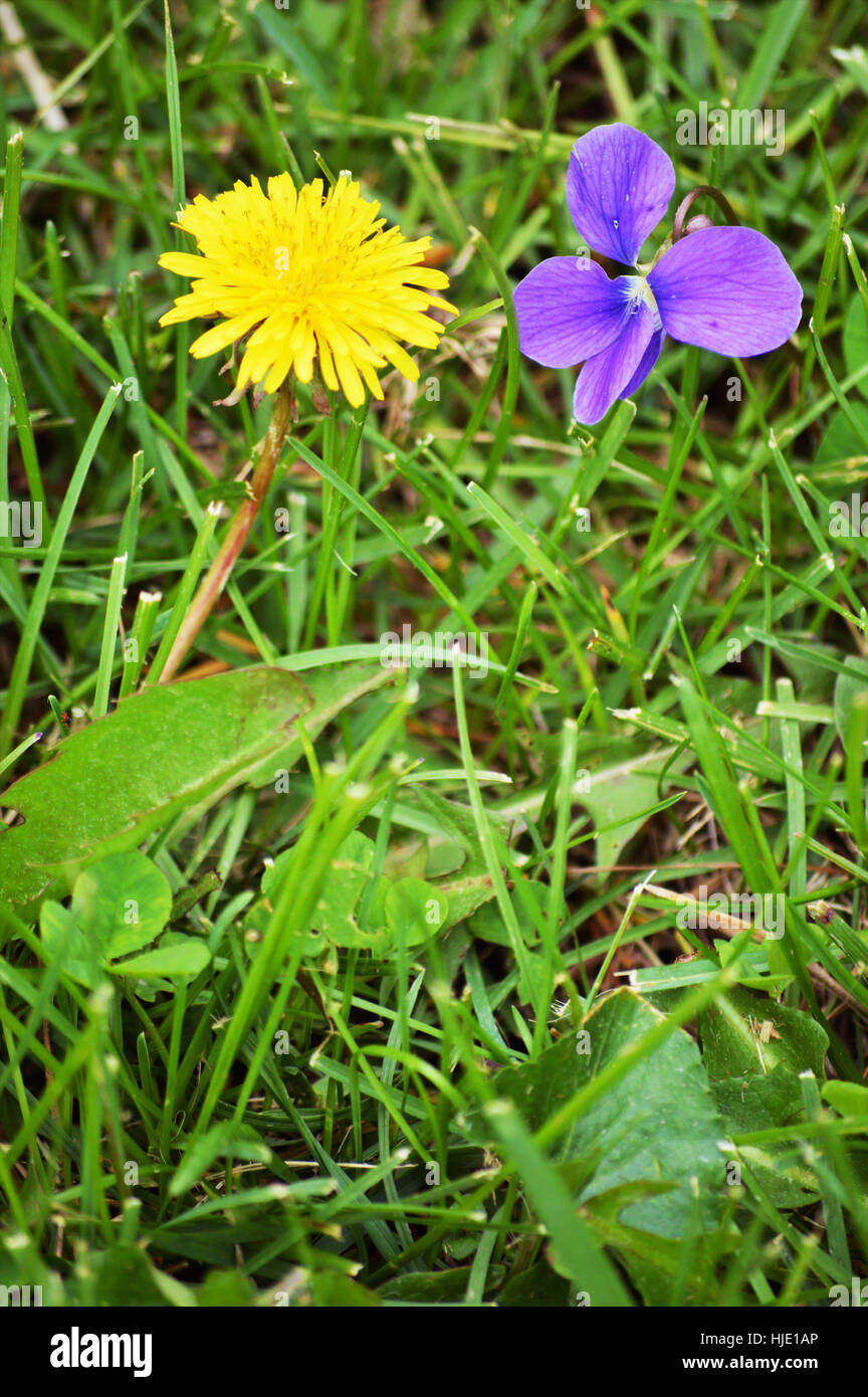 Ein Löwenzahn Blume und ein Veilchen nebeneinander mit einem Mann und Frauen. Stockfoto