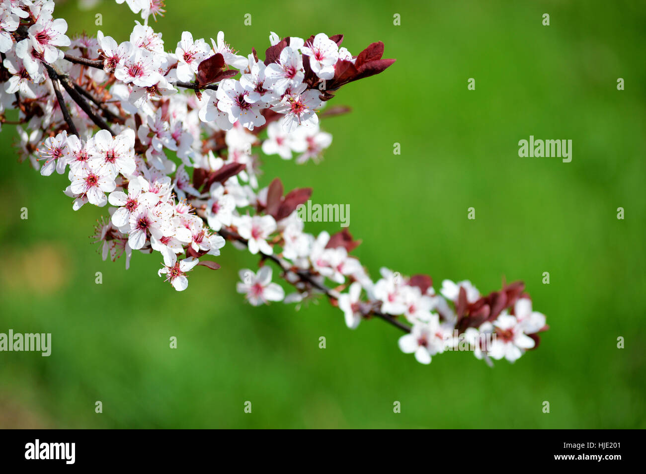 Ein schöner Zweig der Pflaumen frisch blühenden Blüten (Prunus Cerasifera) gegen grünen Rasen. Stockfoto