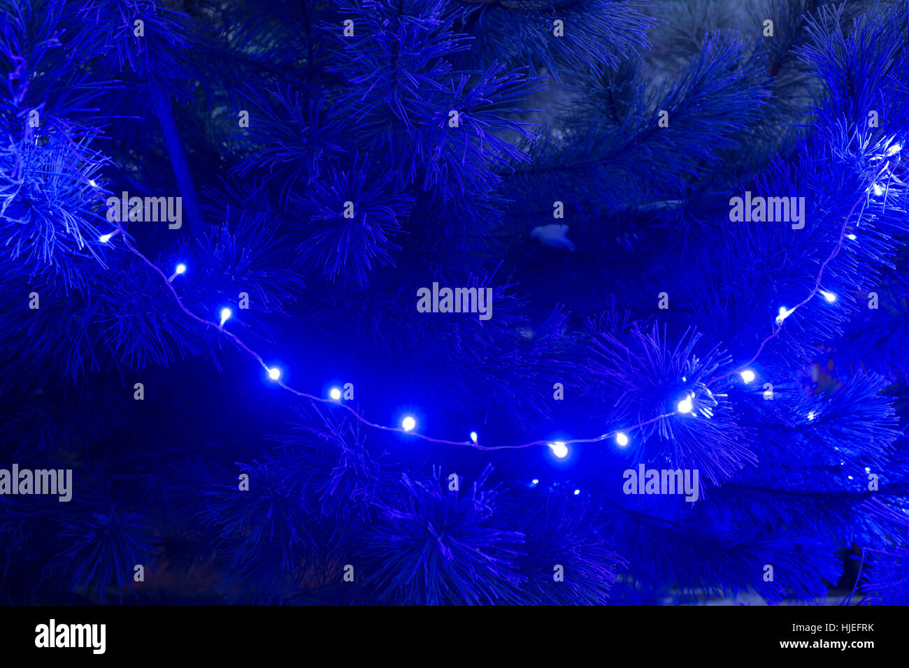 Frostigen Tannennadeln Abend Weihnachten Licht blau Stockfoto