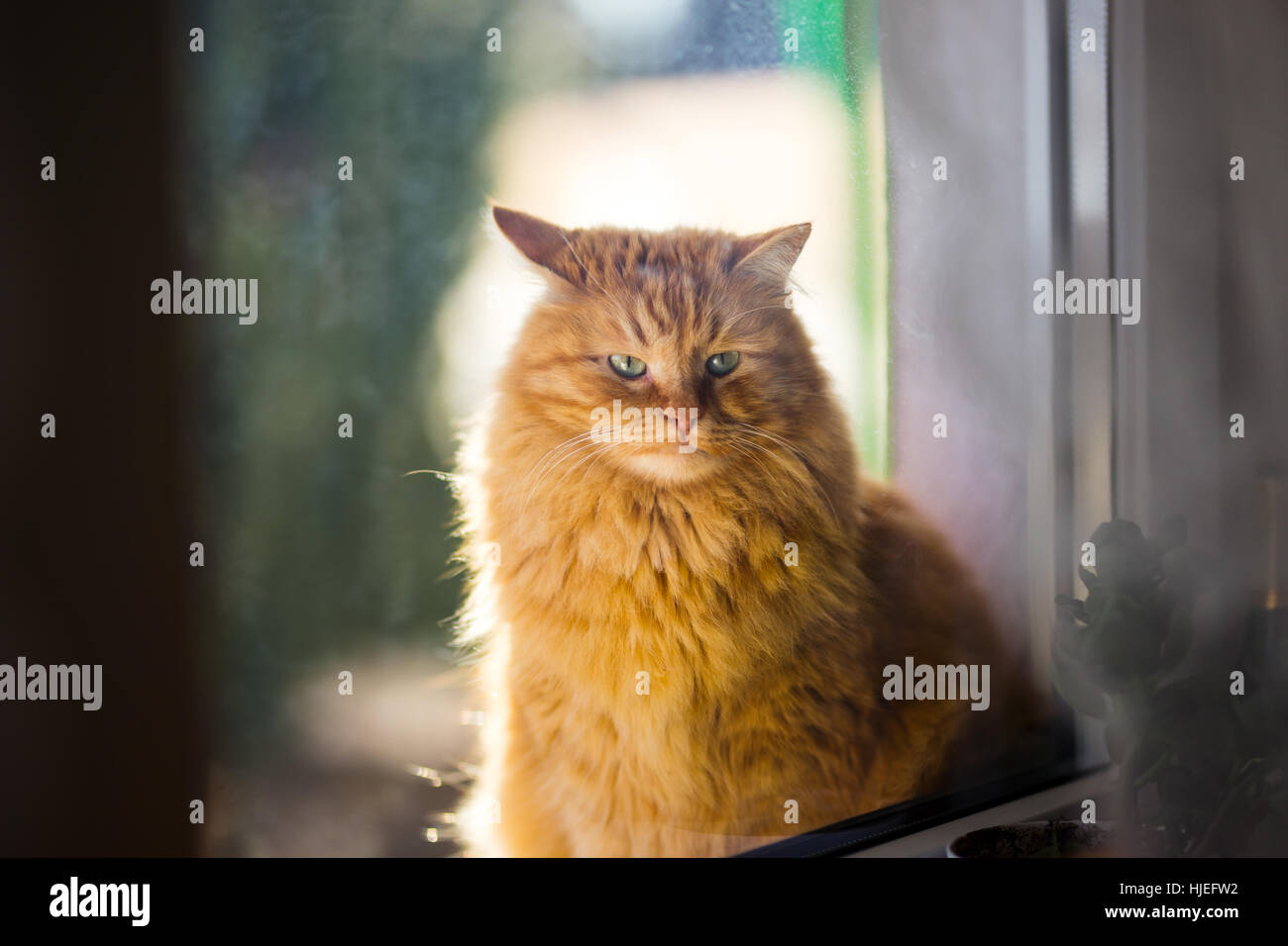 Ingwer-Katze im Morgenlicht Stockfoto