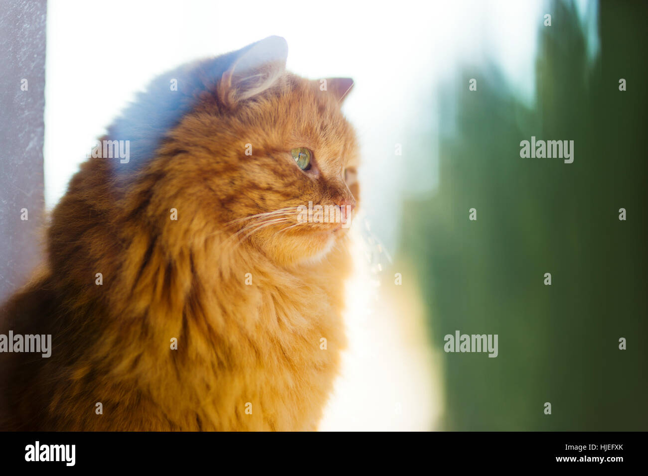 Ingwer-Katze im Morgenlicht Stockfoto