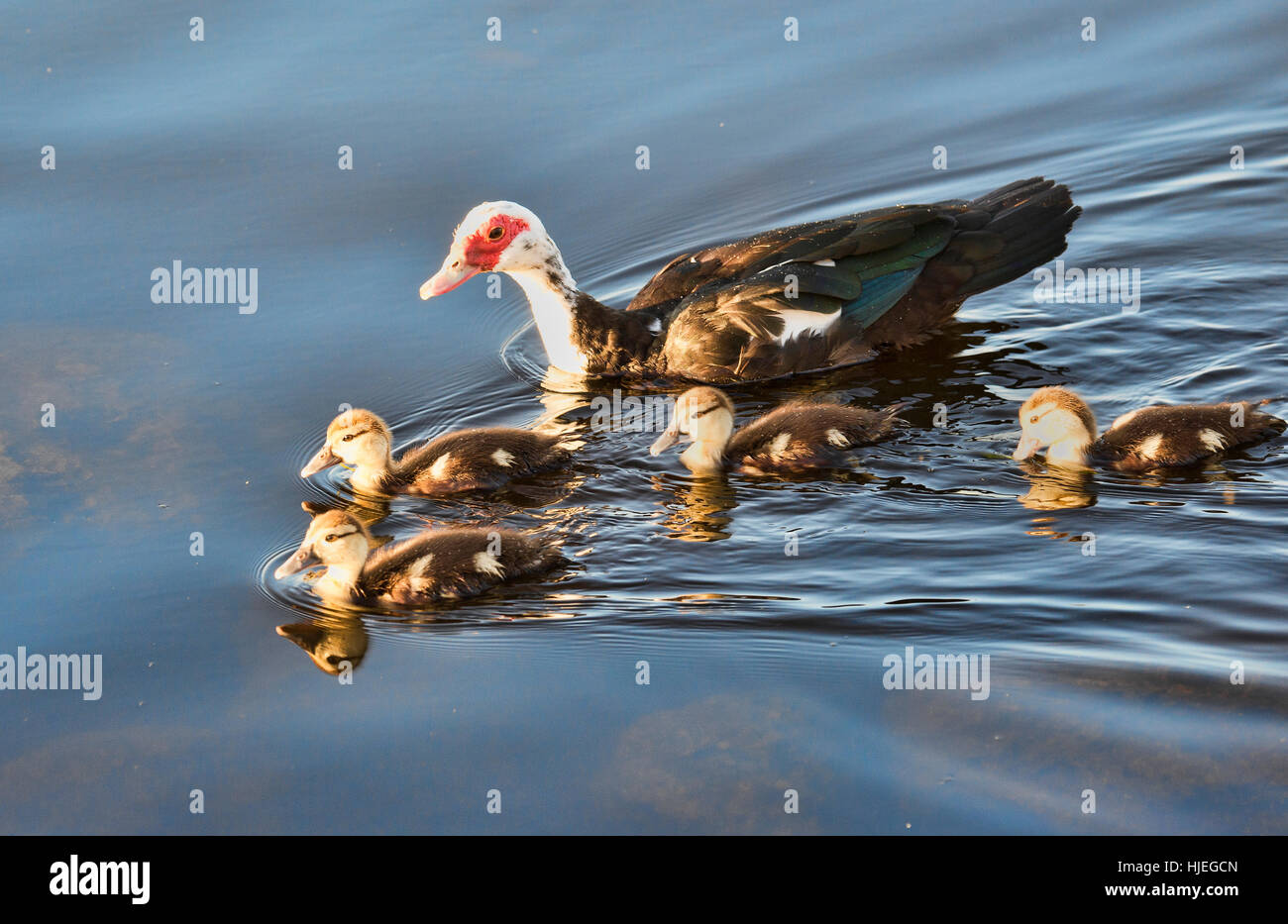 Ente Familie schwimmen im Lake Eola in Orlando Florida. Stockfoto