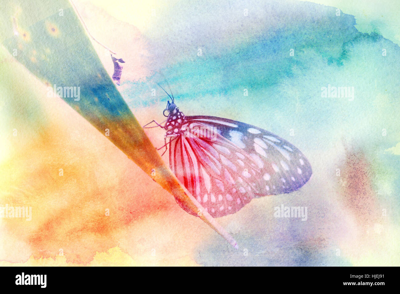 Helle schöne exotische Symmetrie Schmetterling auf Blatt Stockfoto