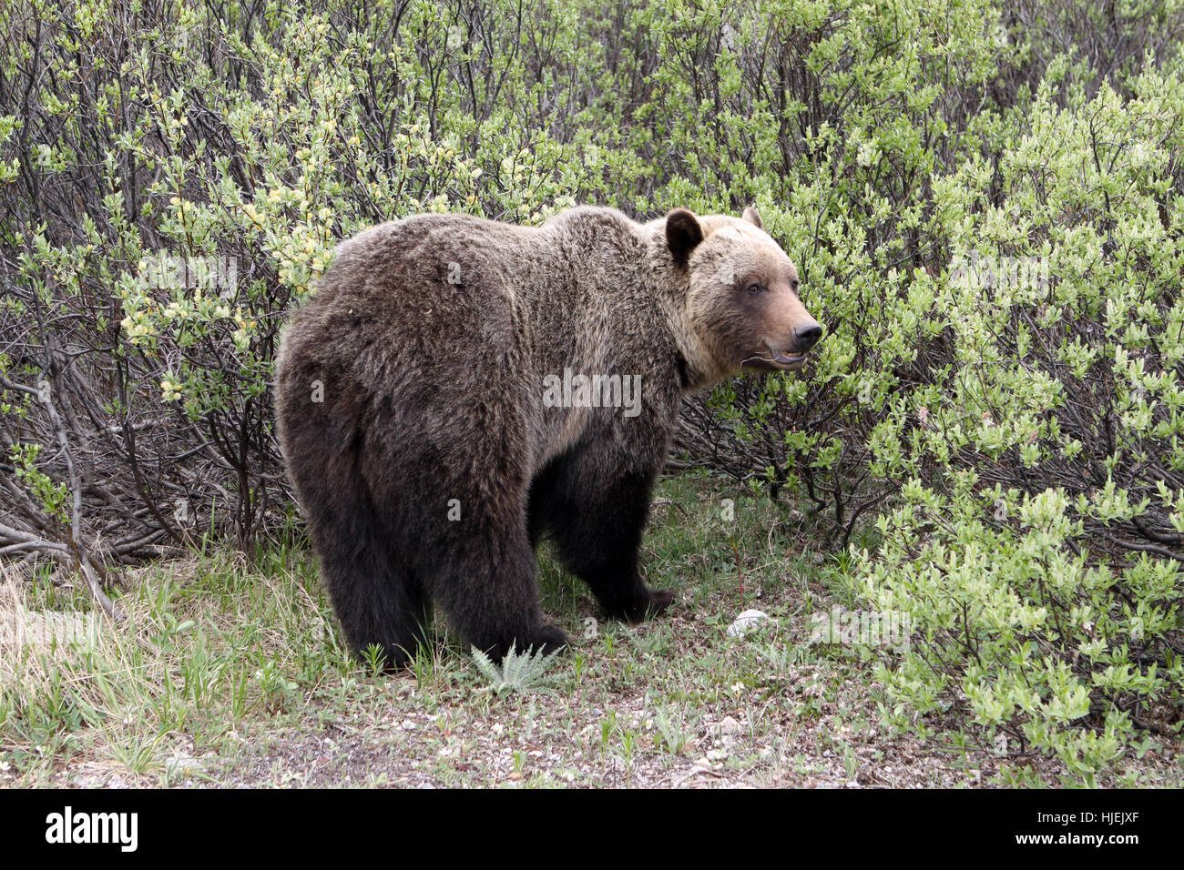 Bär, Kanada, Grizzly Bear, Gefahr, Tier, Bär, Nationalpark, Wild, Jäger, Stockfoto