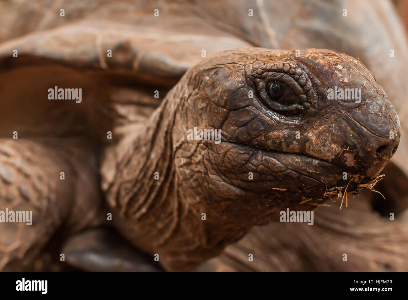 Kopfporträt Schildkröte, hautnah am Auge, Aldabra Riesenschildkröte im Heiligtum in Sansibar, Tansania, Afrika Stockfoto