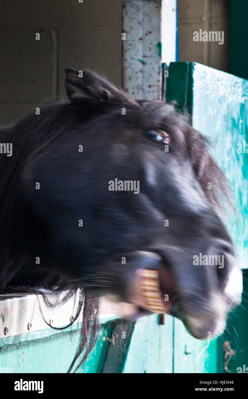 Verrückte Pferdekopf Stockfoto