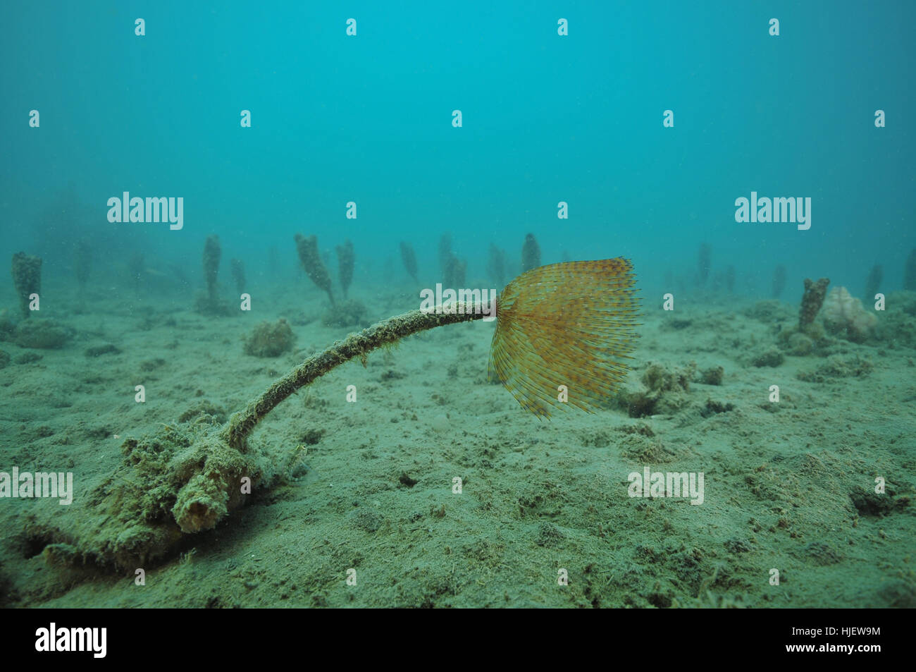 Mediterrane Fanworm auf flachen schlammigen Boden Stockfoto