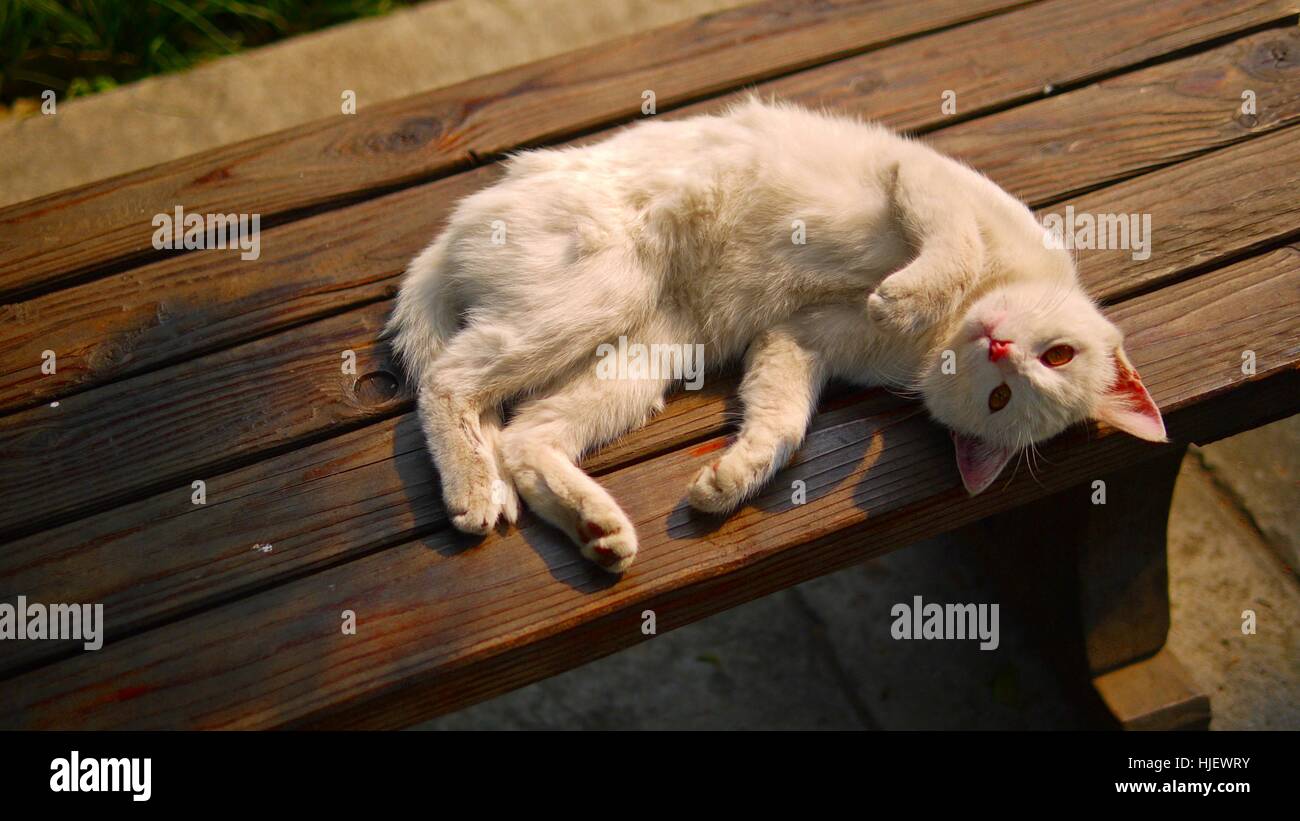 Ein verspielter inländische weiße Katze liegend auf eine Holzbank im Garten. Stockfoto