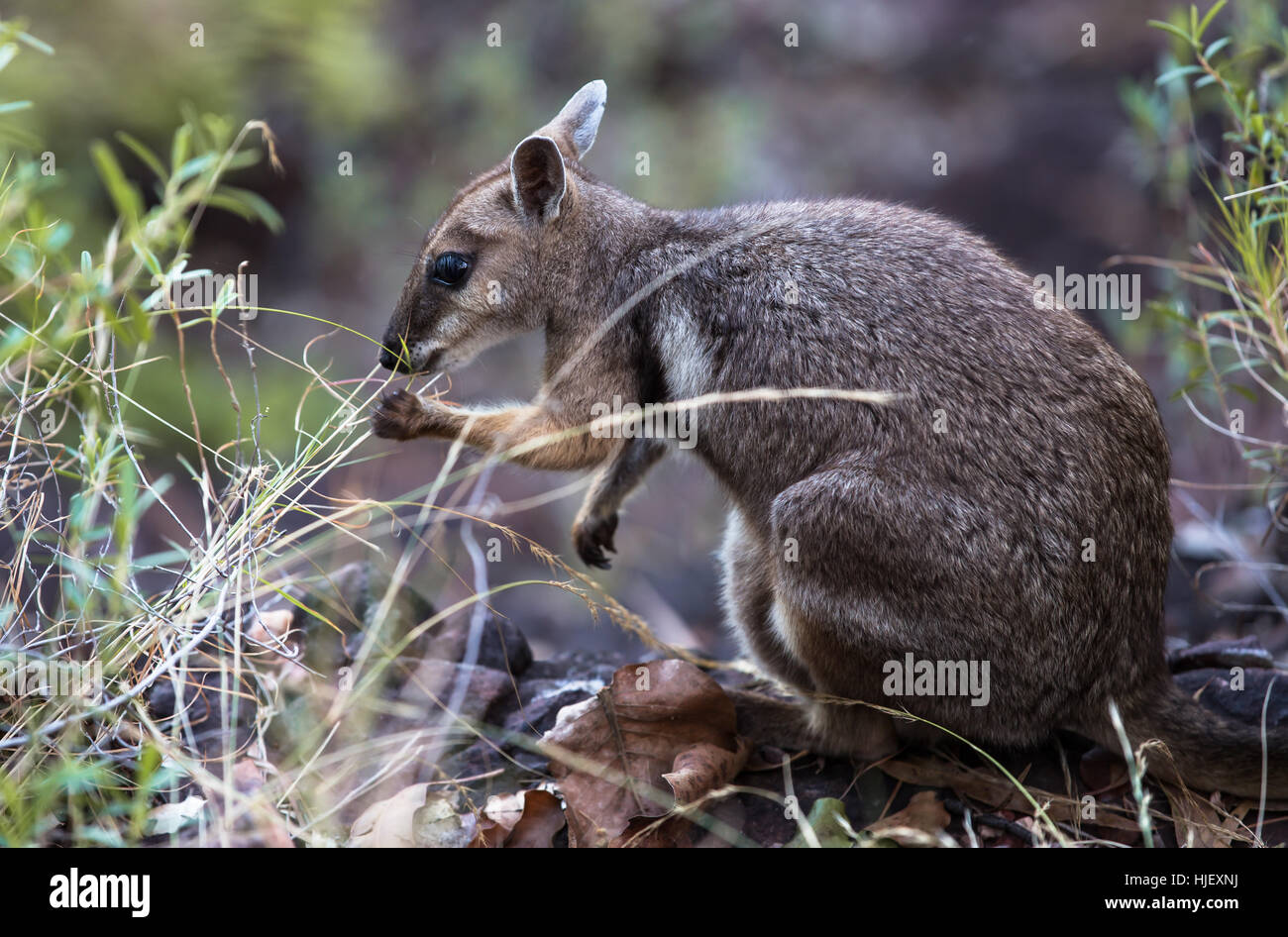 Nationalpark, Porträt, Australien, scheu, Känguru, wildes Tier, Wallaby, Stockfoto