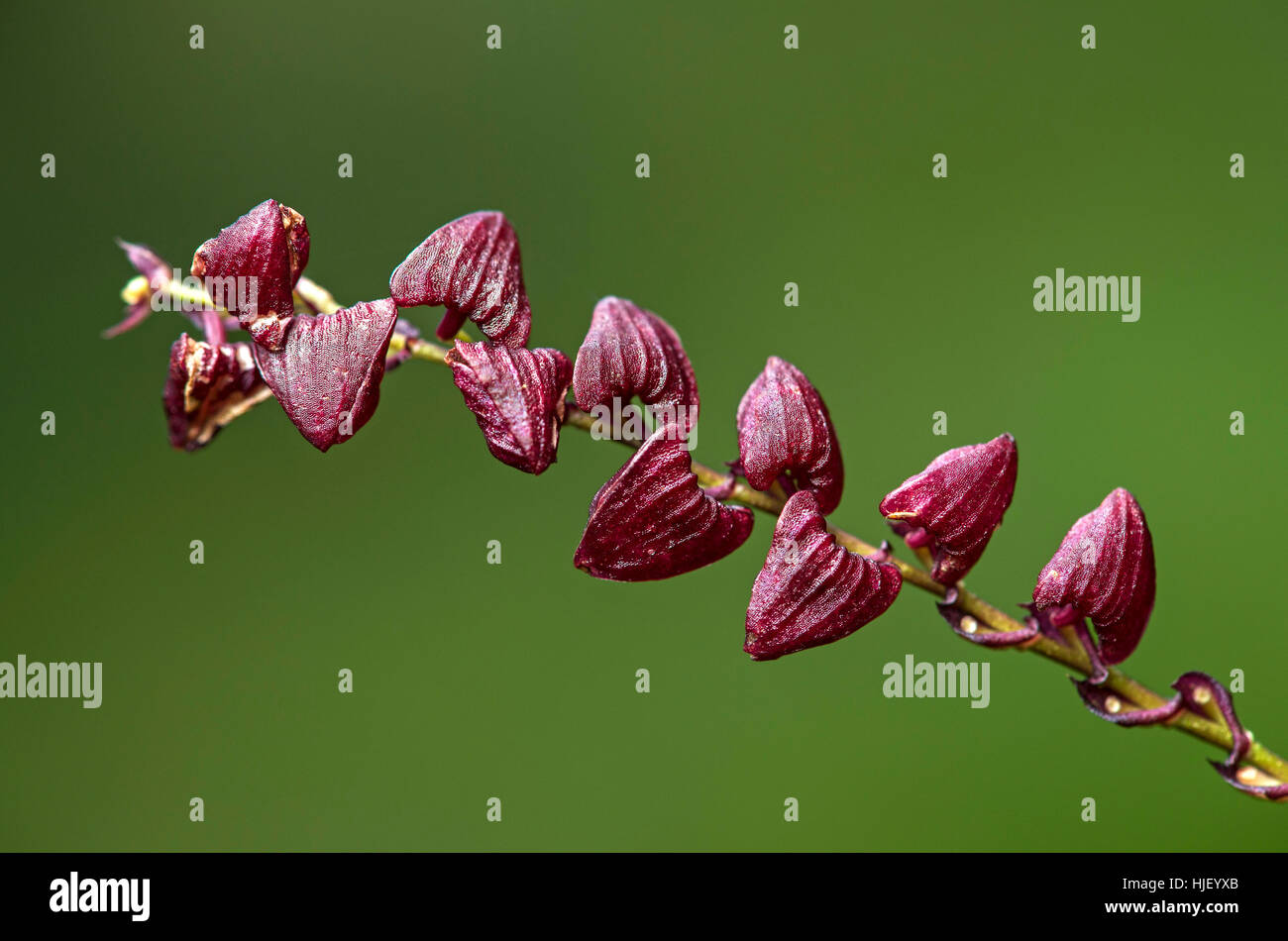 Neotropischen Miniaturorchidee Stelis spec, (Orchidaceae), Tapichalaca Naturschutzgebiet, Anden Nebelwald Stockfoto
