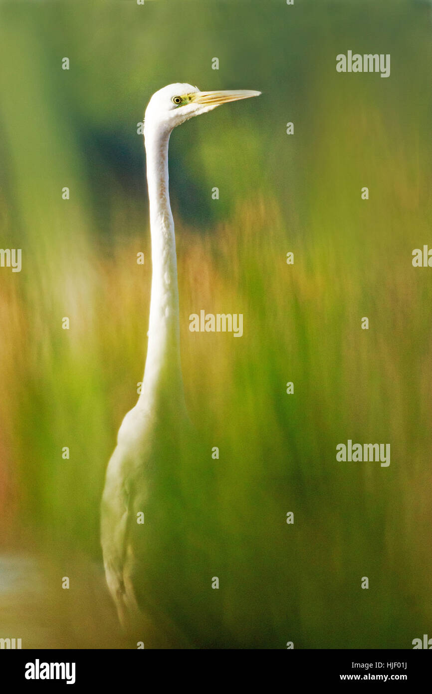 Silberreiher (Ardea Alba) im Schilf, Deutschland Stockfoto