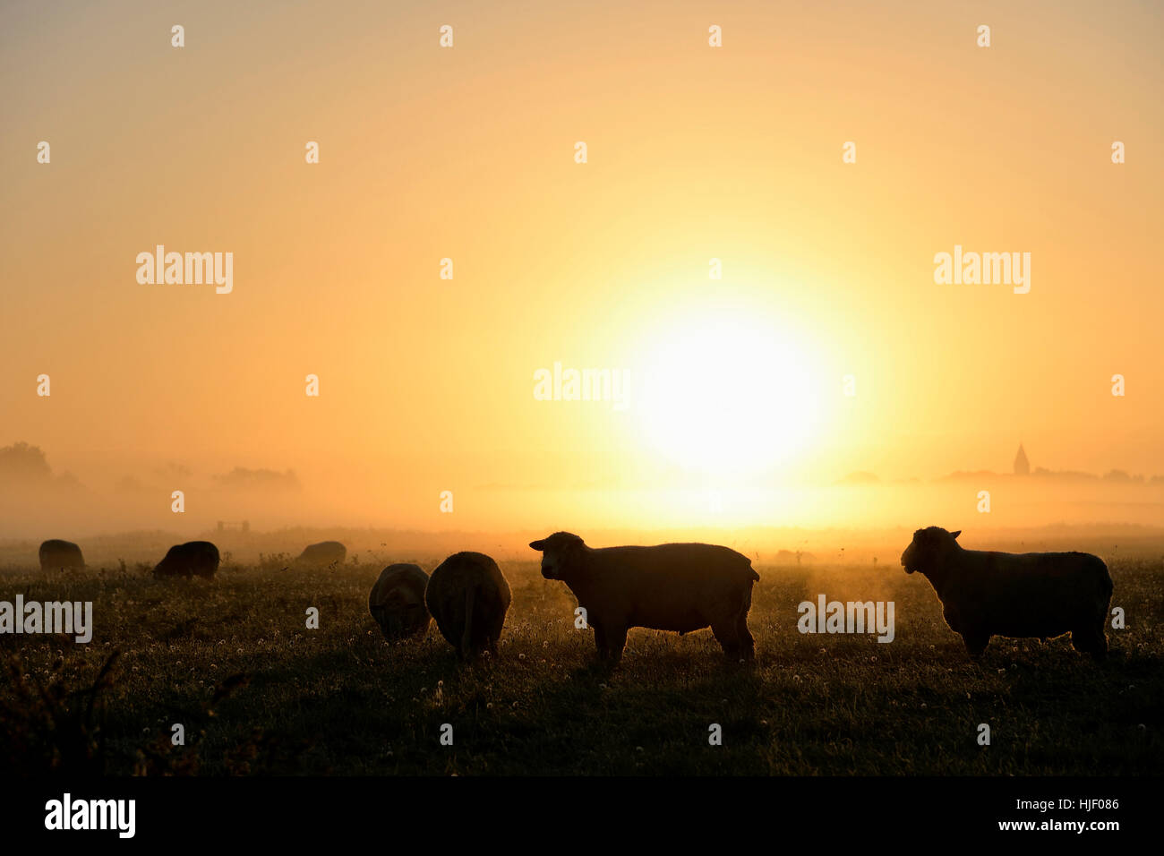 Hausschafe (Ovis Aries Gmelini) im Nebel bei Sonnenaufgang, Westerhever, Nordfriesland, Schleswig-Holstein, Deutschland Stockfoto