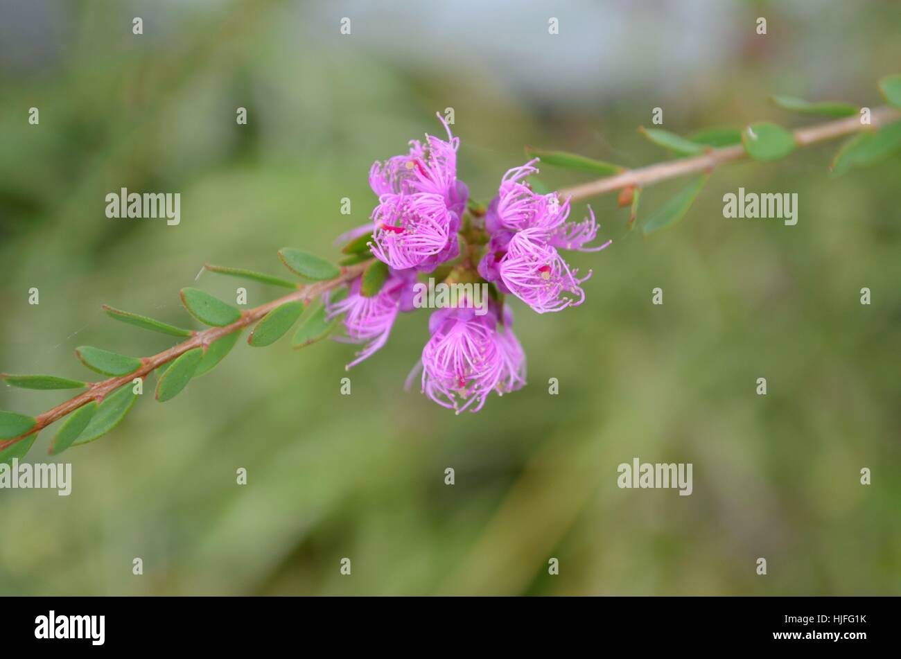 Wunderschöne pink rosa lila spinnenartigen Blume Stockfoto