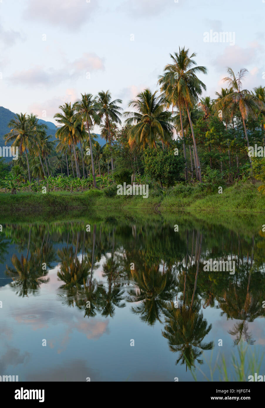 blau, schön, beauteously, hübsche, Reisen, Umwelt, Umwelt, Baum, Stockfoto