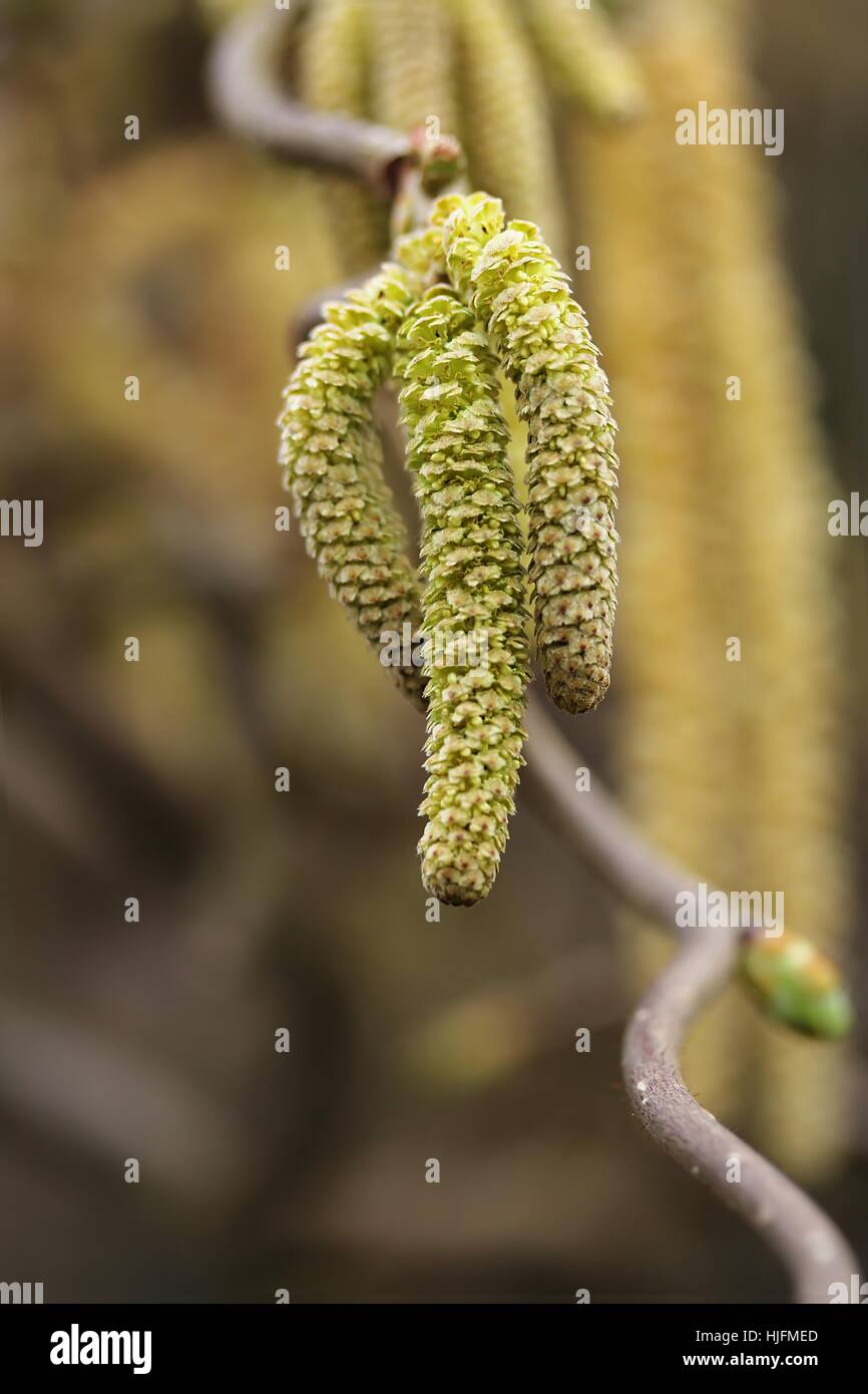 Floristik, Weide, Makro, Nahaufnahme, Makro-Aufnahme, Ansicht, braun, Nahaufnahme Stockfoto