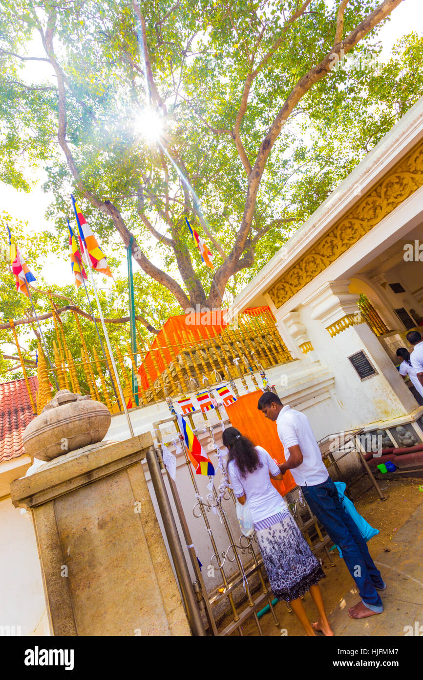 Sri Lanka Buddhisten verehren auf Basis des Jaya Sri Maha Bodhi Heilige Feigenbaum der Budda Aufklärung in antiken Anuradhapura Stockfoto