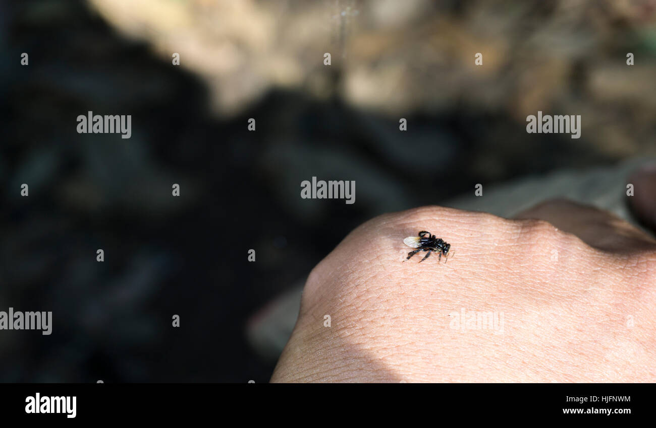 wilde Bienen sitzen auf einer hand Stockfoto