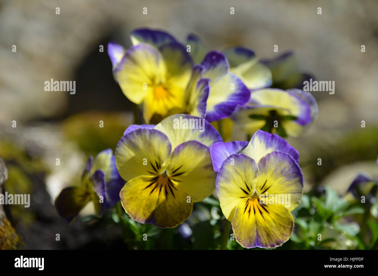 Stiefmütterchen Stockfoto