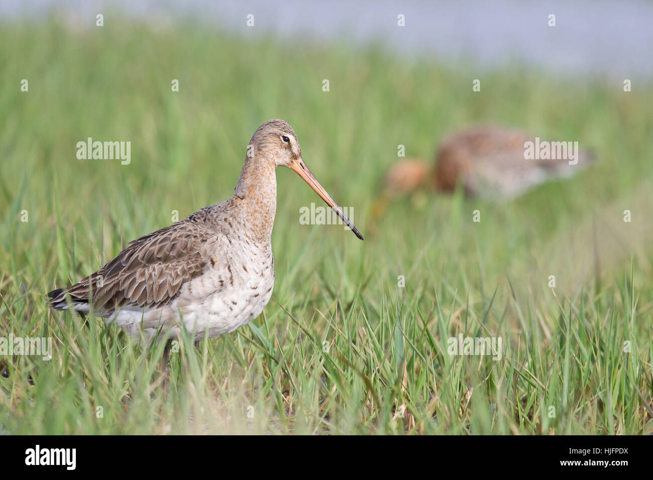 Uferschnepfe Vogel Vgel Watvögel Watt Wattenmeer, Nahrungssuche, Texel, Stockfoto