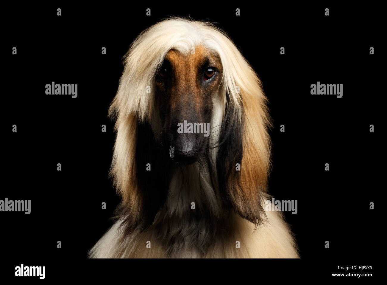 Kopfschuss der afghanische Windhund auf schwarz Stockfoto