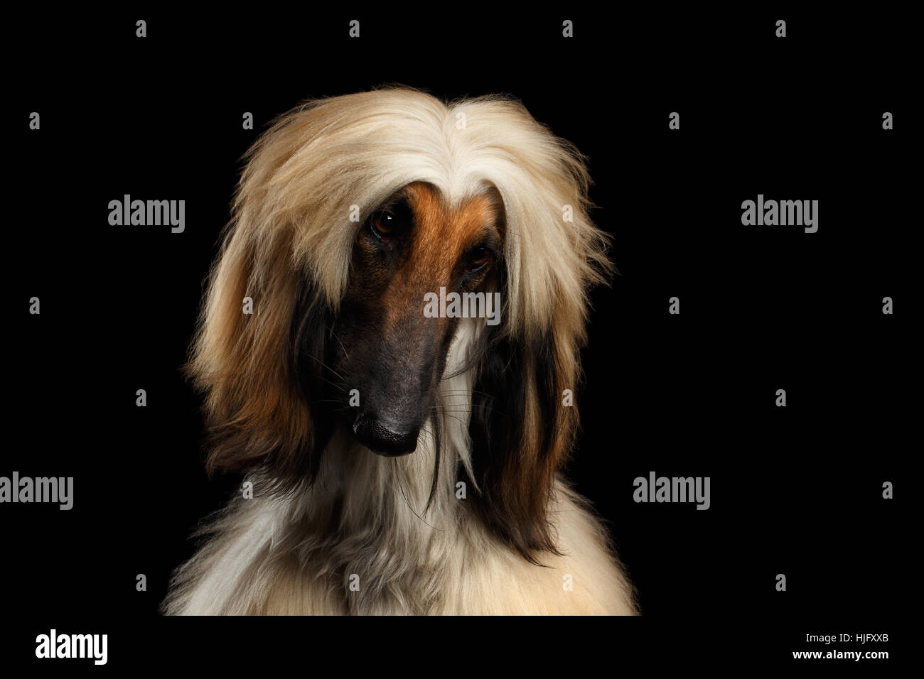 Kopfschuss der afghanische Windhund auf schwarz Stockfoto