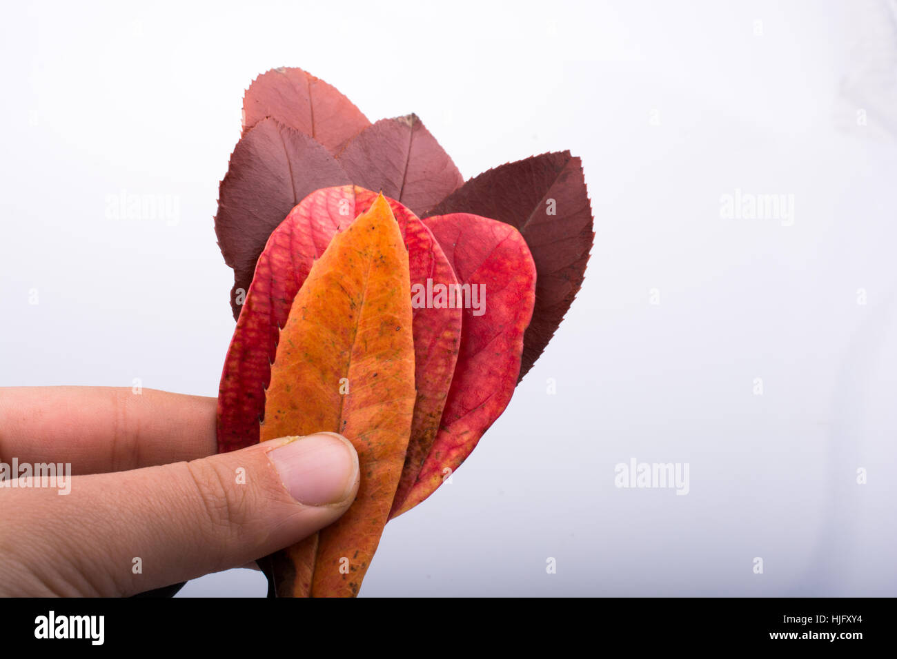 Hand halten, dass eine trockene Herbstlaub in der Hand auf einem weißen Hintergrund Stockfoto