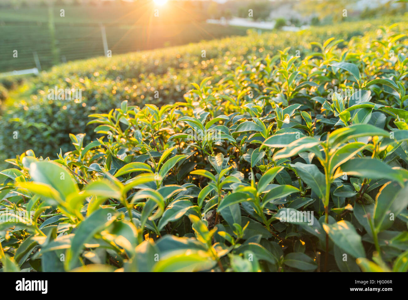 Blick auf den Sonnenuntergang Tee Plantage Landschaft bei Chiang Rai, Thailand. Stockfoto