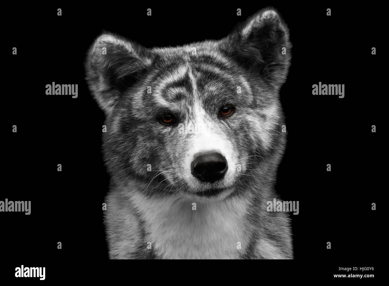 Schone Akita Inu Schwarz Bild