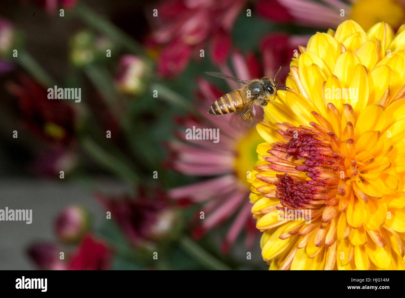 Biene auf einer gelben Blume sitzen Stockfoto
