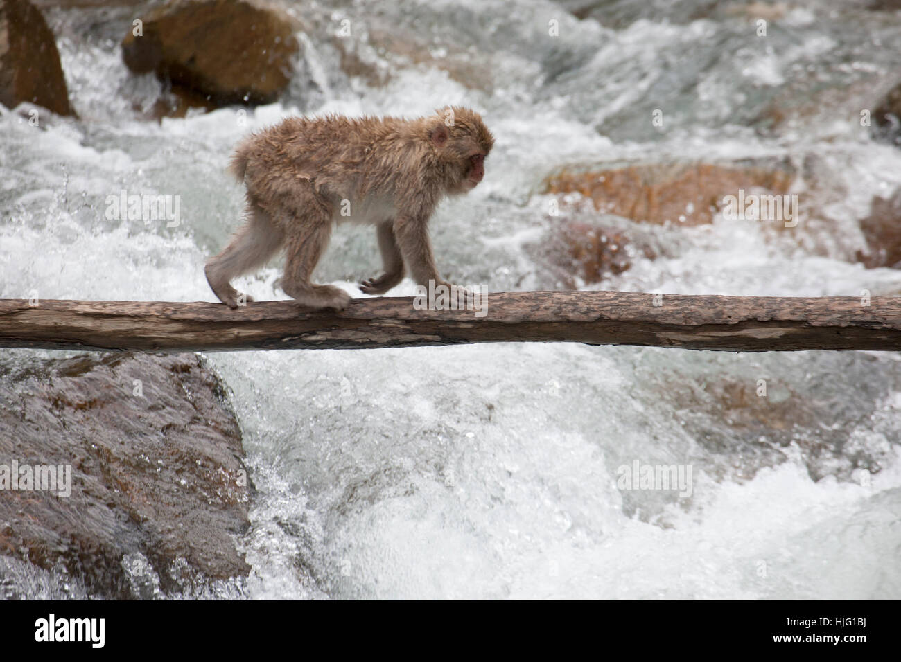 Junger japanischer Makak (Macaca fuscata), der auf einer Holzbrücke in Yamanouchi über den Fluss läuft Stockfoto