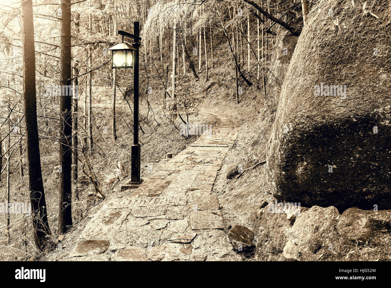 Nebeliger morgen im Wald in Huangshan National Park. China Stockfoto