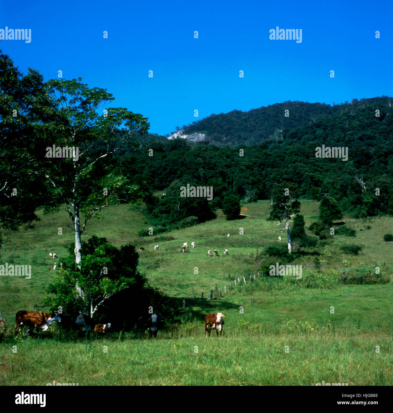 Rinder grasen am Fuße des grünen Hügeln der Otway Ranges, Apollo Bay, Victoria, Australien. Stockfoto