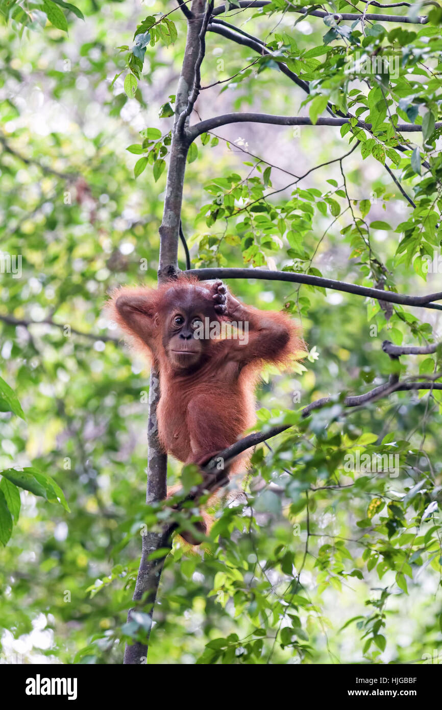 Juvenile Sumatra Orang-Utan (Pongo Abelii) im Regenwald, Sumatra, Indonesien Stockfoto